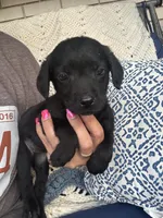 Millie, a female Chow Chow and Labrador Retriever for sale in Springfield, MO – 7 of 10