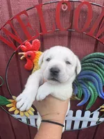Max, a male Labrador Retriever for sale in Springfield, MO – 1 of 10