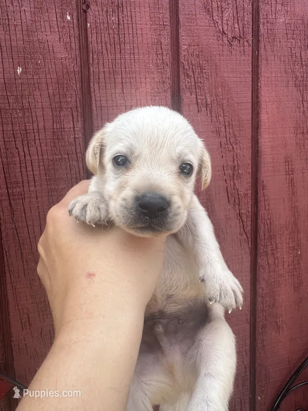 Titus – Labrador Retriever puppy for sale in Springfield, MO