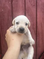 Titus, a male Labrador Retriever for sale in Springfield, MO – 5 of 9