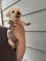 Sissy, a female Labrador Retriever for sale in Springfield, MO – Photo 6 of 6