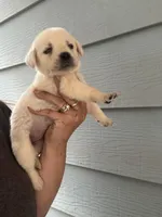 Sissy, a female Labrador Retriever for sale in Springfield, MO – Photo 2 of 6