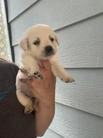 Sissy, a female Labrador Retriever for sale in Springfield, MO – Photo 5 of 6