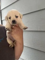 Sissy, a female Labrador Retriever for sale in Springfield, MO – Photo 4 of 6