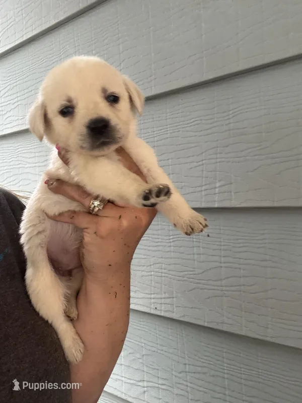 Sissy – Labrador Retriever puppy for sale in Springfield, MO