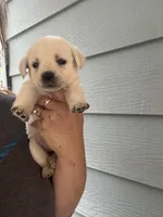 Sissy, a female Labrador Retriever for sale in Springfield, MO – Photo 3 of 6