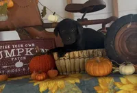 Rusty, a male Labrador Retriever for sale in Springfield, MO – 1 of 10
