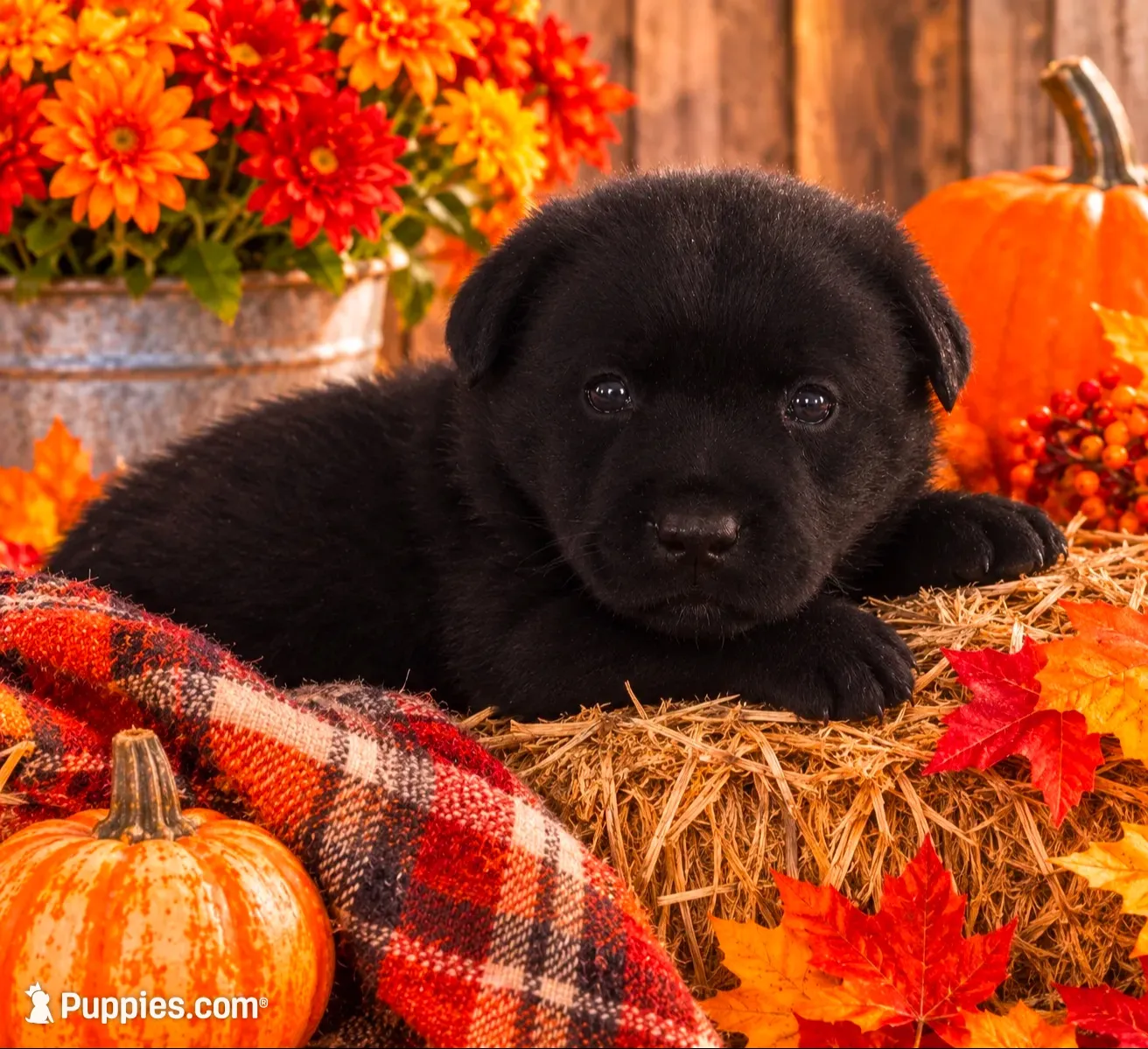 Sally, a female Labrador Retriever for sale in Springfield, MO – 1 of 9