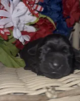 Presley , a female Labrador Retriever for sale in Springfield, MO – 3 of 5