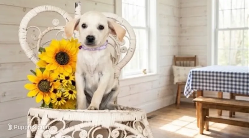 Ginger – Labrador Retriever puppy for sale in Springfield, MO