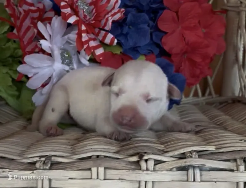 Buddy – Labrador Retriever puppy for sale in Springfield, MO