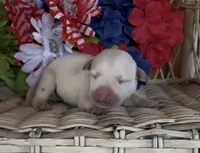 Buddy, a male Labrador Retriever for sale in Springfield, MO – 1 of 3