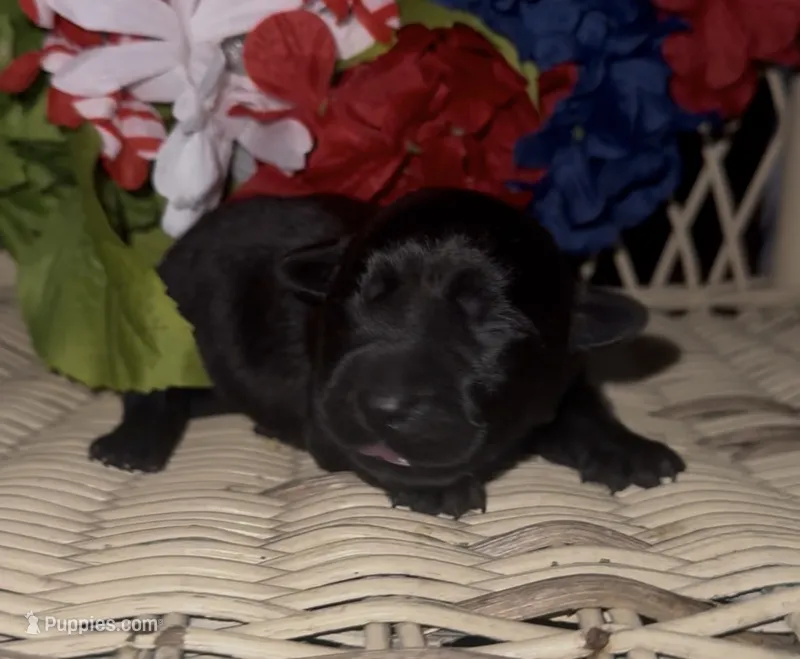 Fancy  – Labrador Retriever puppy for sale in Springfield, MO