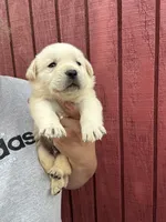 Mack , a male Labrador Retriever for sale in Springfield, MO – 2 of 5