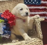 Baby, a female Labrador Retriever for sale in Springfield, MO – 9 of 10