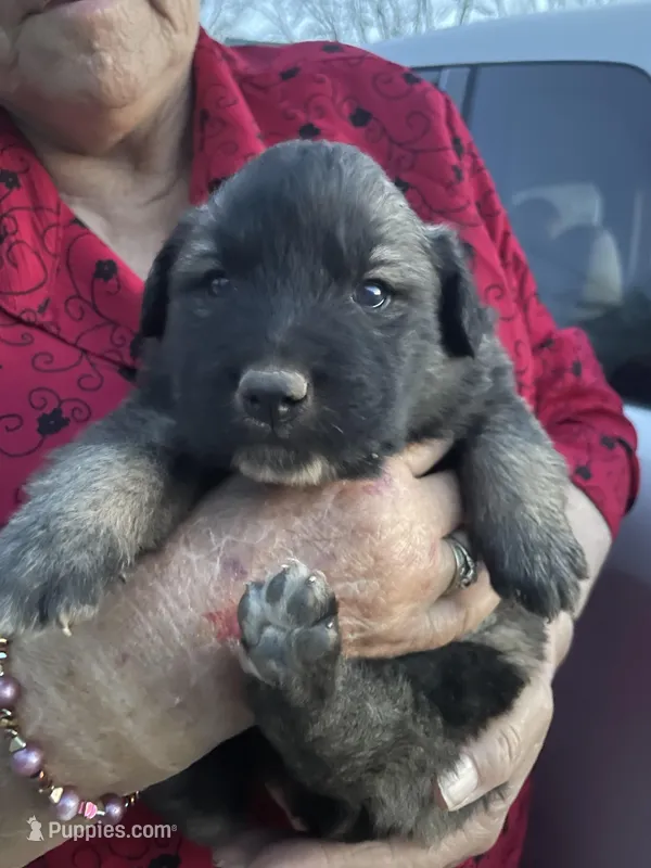 Tank – Labrador Retriever, English Mastiff puppy for sale in Springfield, MO
