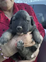 Tank, a male Labrador Retriever and English Mastiff for sale in Springfield, MO – Photo 1 of 2