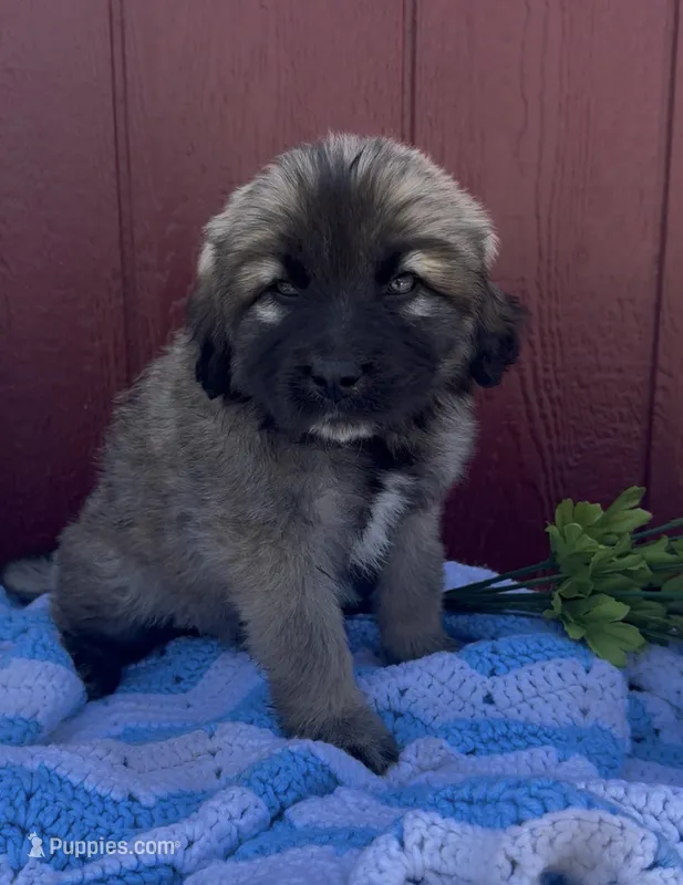 Tank – Labrador Retriever, English Mastiff puppy for sale in Springfield, MO