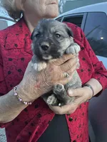 Tank, a male Labrador Retriever and English Mastiff for sale in Springfield, MO – Photo 2 of 2