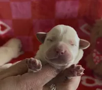 Jarrod, a male Labrador Retriever for sale in Springfield, MO – Photo 8 of 9