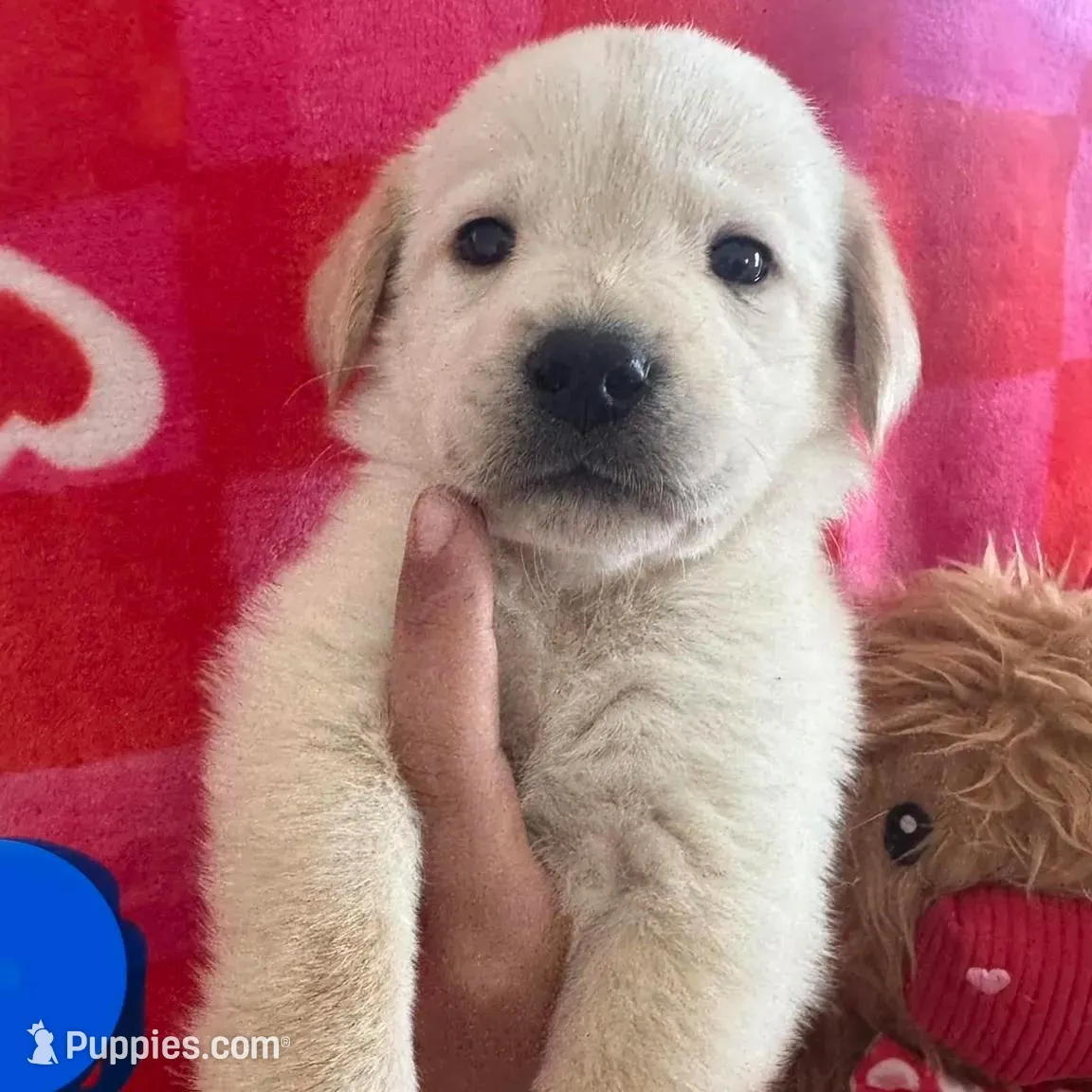 Jarrod, a male Labrador Retriever for sale in Springfield, MO – Photo 3 of 9