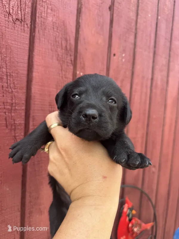 Nugget – Labrador Retriever puppy for sale in Springfield, MO