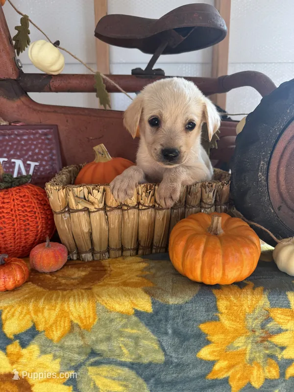 Titus – Labrador Retriever puppy for sale in Springfield, MO