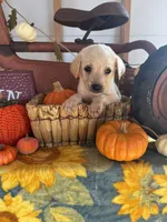 Titus, a male Labrador Retriever for sale in Springfield, MO – 2 of 9