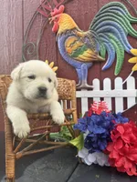 Baby, a female Labrador Retriever for sale in Springfield, MO – 6 of 9