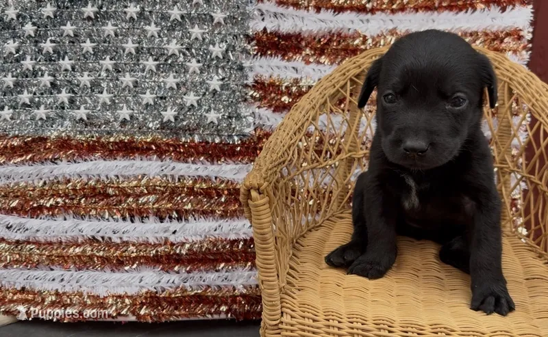 Millie – Labrador Retriever puppy for sale in Springfield, MO