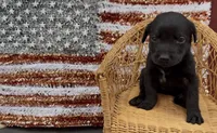 Millie, a female Chow Chow and Labrador Retriever for sale in Springfield, MO – 2 of 10