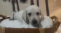 Izzy, a female Labrador Retriever for sale in Springfield, MO – 6 of 7