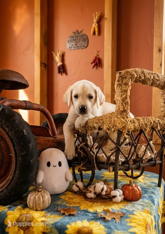 Titus – Labrador Retriever puppy on hold in Springfield, MO