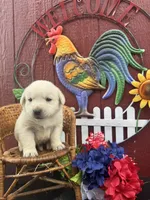 Bud, a male Labrador Retriever for sale in Springfield, MO – 6 of 6