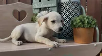 Sunny , a female Labrador Retriever for sale in Springfield, MO – 4 of 8