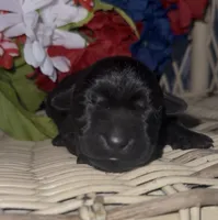 Nugget, a male Labrador Retriever for sale in Springfield, MO – 3 of 5