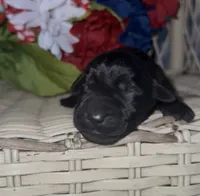 Paul, a male Labrador Retriever for sale in Springfield, MO – 4 of 4