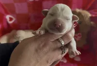 Jeff, a male Labrador Retriever for sale in Springfield, MO – Photo 6 of 8