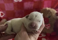 Jeff, a male Labrador Retriever for sale in Springfield, MO – Photo 7 of 8