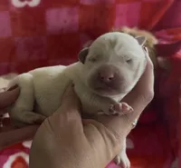 Jeff, a male Labrador Retriever for sale in Springfield, MO – Photo 4 of 8