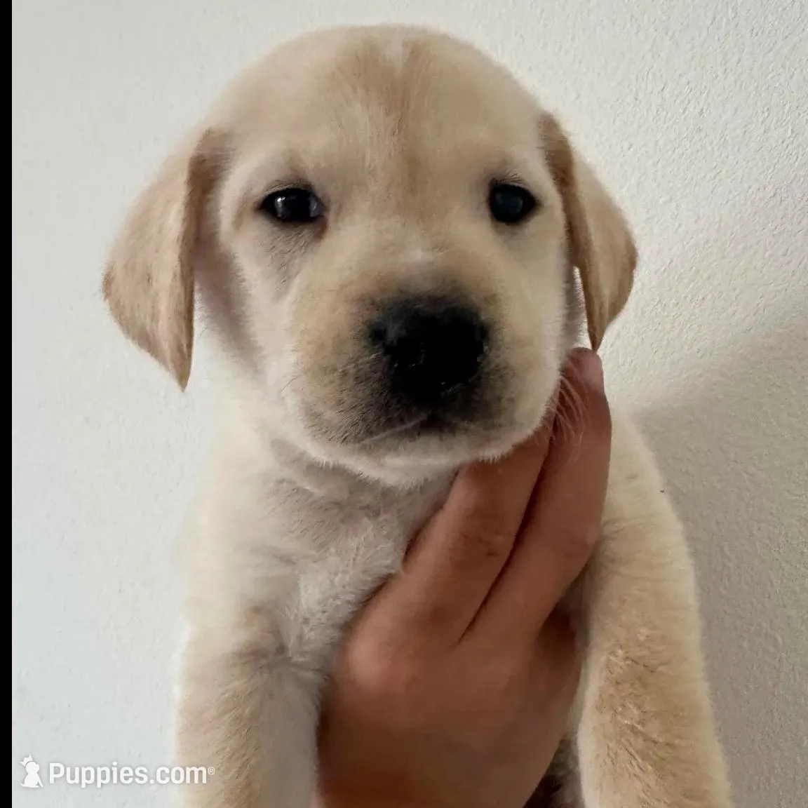 Jeff, a male Labrador Retriever for sale in Springfield, MO – Photo 2 of 8