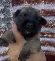 Wilma, a female Chow Chow and Labrador Retriever for sale in Springfield, MO – 5 of 10
