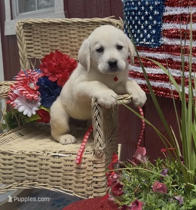 Gorge  – Labrador Retriever puppy for sale in Springfield, MO