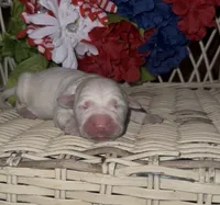Jack, a male Labrador Retriever for sale in Springfield, MO – 2 of 5