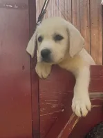 Presley, a female Labrador Retriever for sale in Springfield, MO – 7 of 10