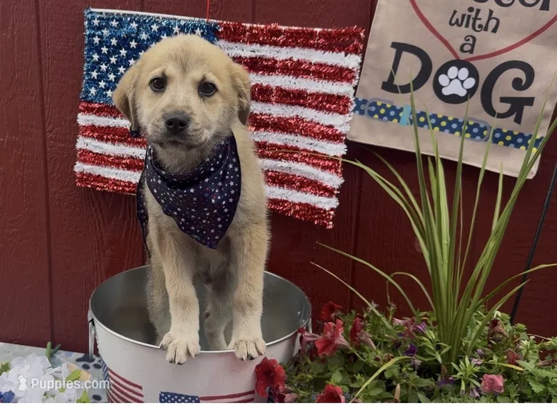 Nash – Labrador Retriever, English Mastiff puppy for sale in Springfield, MO