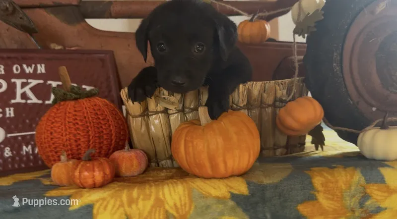 Aspen – Labrador Retriever puppy on hold in Springfield, MO
