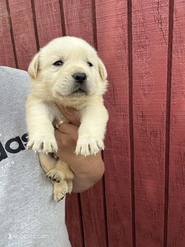 Mack , a male Labrador Retriever for sale in Springfield, MO – 1 of 5