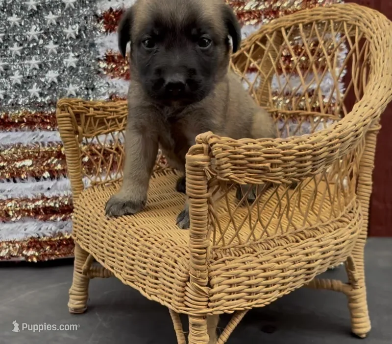 Wilma – Chow Chow, Labrador Retriever puppy for sale in Springfield, MO