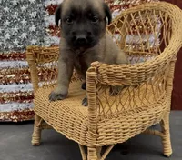 Wilma, a female Chow Chow and Labrador Retriever for sale in Springfield, MO – 1 of 10